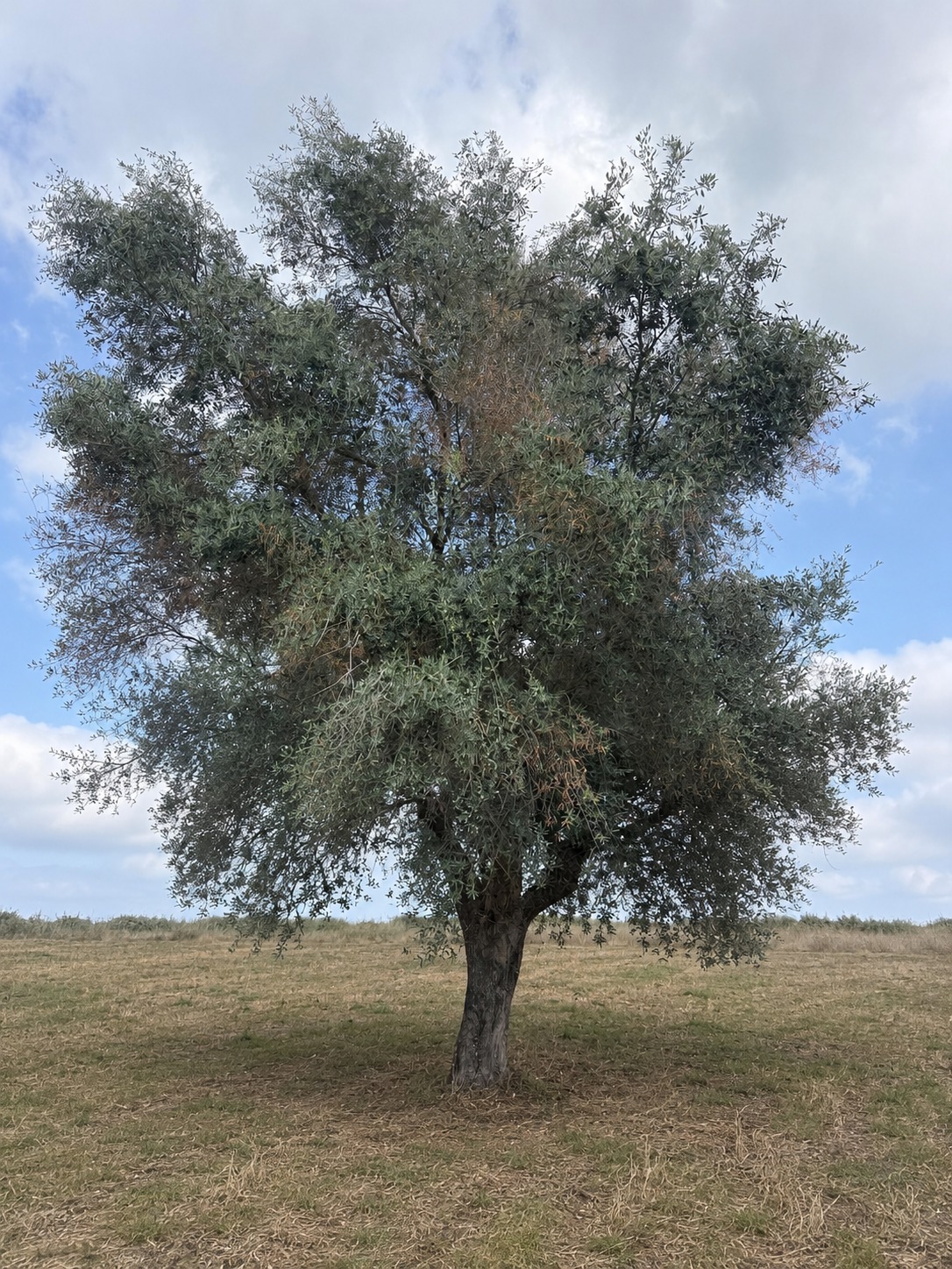 Copertina della pagina Xylella fastidiosa a Taurianova (RC)